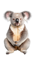Friendly koala with inquisitive look, isolated on transparent background png