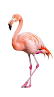 Graceful pink flamingo standing with one leg raised, isolated on a transparent background png