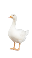 White goose standing with relaxed posture, isolated on a transparent background png