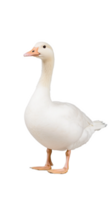 White goose with attentive stance, isolated on a transparent background png