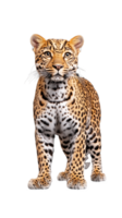 Leopard cub with curious expression, spotted fur pattern, isolated on a transparent background png