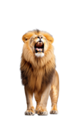 Majestic lion standing with mouth open, displaying dominance, isolated on a transparent background png