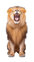 Roaring lion with mane fully displayed, front view, isolated on a transparent background png