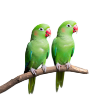 Pair of green parrots sitting on a branch, facing forward, isolated on a transparent background png