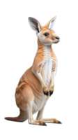 Cute kangaroo standing upright with alert expression on transparent background png
