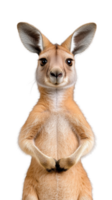 Young kangaroo with front paws together and attentive look on transparent background png