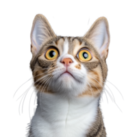 Tabby cat with alert expression looking upwards on transparent background png