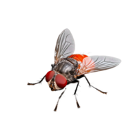 Close-up of a realistic fly with red eyes on transparent background png
