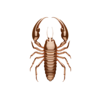 Brown desert scorpion with segmented body on transparent background png