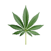 Cannabis leaf with pointed edges on transparent background png