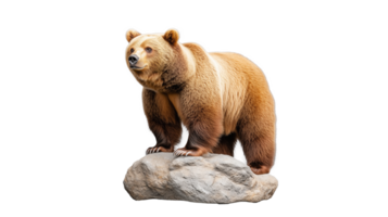 Brown bear on rock looking left png