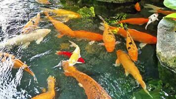 Beautiful color japanese koi fish colony in pond. It golden red orange and yellow of body koi fish. The surface ripples while the carp fish swim in the pond. video