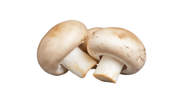 Pair of button mushrooms, transparent background png
