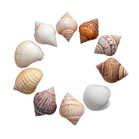 Circular pattern of different seashells on transparent background png