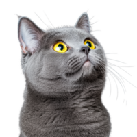 Close-up of gray cat with curious expression on transparent background png