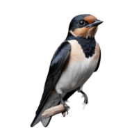 Swallow bird with distinctive plumage on transparent background png