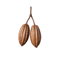 Cocoa pods with stem on transparent background png