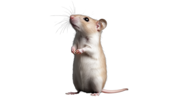 White mouse standing with raised paws on transparent background png