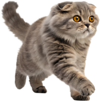 Transform Projects Using Running Cat Illusion Motion Clipart. . png