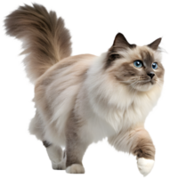 Stunning Smooth Running Cat Illusion for Graphic Animations. . png