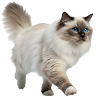 Smooth Running Cat Illusion for Unique Design Concepts. . png