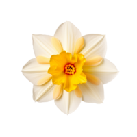 A daffodil top view isolated on transparent background png