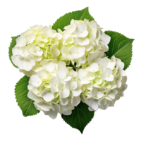 A hydrangea bush isolated on transparent background png