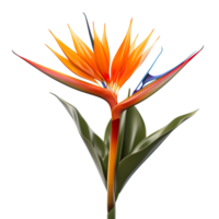Bird of paradise flower isolated on transparent background png