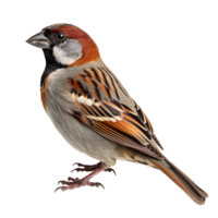 a sparrow isolated on transparent background png