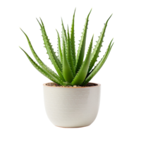 Aloe Vera On Pot isolated on transparent background png