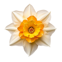 Daffodil top view isolated on transparent background png