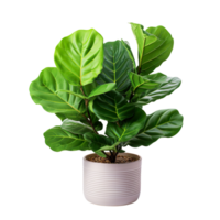 Fiddle Leaf Fig plant in a pot isolated on transparent background png