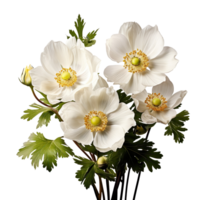 Flowers of anemone blooming bunch isolated on transparent background png