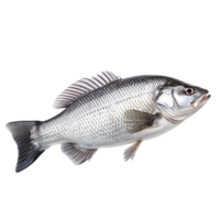 Fresh sea bass fish isolated on transparent background png