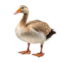 goose isolated on transparent background png