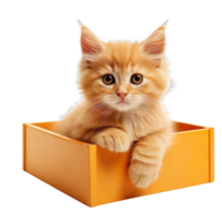 kitten sit in an orange box isolated on transparent background png