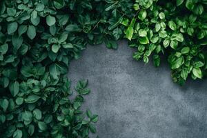 Minimalist gardening workshop background with green foliage and natural textures photo