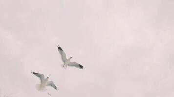 Seagulls Catch the Bread in Flight - Slow Motion. A Lot of Hungry Birds in the Air. Feeding Seagulls with the Bread. Birds are Flying in the Cloudy Sky in Daytime video