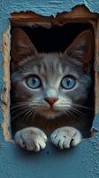 Peeking through a crack in a teal wall is an inquisitive gray cat with big bright blue eyes photo