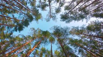 Low Angle View of Colorful Summer Pine Forest, Walking Through the Coniferous Trees - Moving Left. Bottom View of the Tops of Pines at Sunny Summer Day. The Sky Can Be Seen Through the Tops of Pines video
