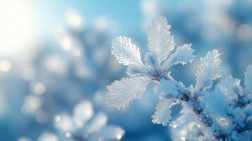 Frosty winter background wallpaper photo
