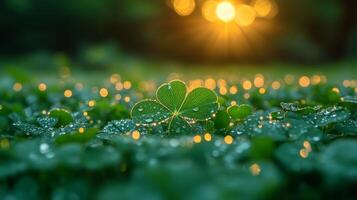 Four leaf clover in the morning dew on the grass photo