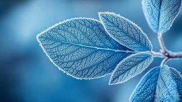 Frosty blue leaves on a plant photo