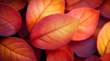 Autumn leaves background photo