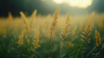 A field of grass with dew drops on it photo