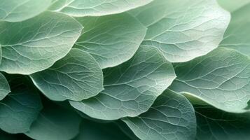 Closeup of green leaves on a plant photo