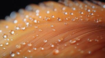 A close up of a water droplet on an orange feather photo