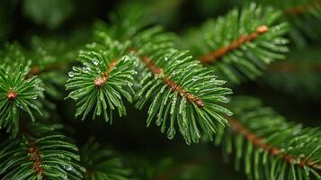 A close up of a pine tree with water droplets on it photo