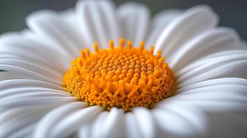 A close up of a white daisy with an orange center photo