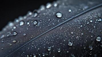 A close up of a black feather with water droplets photo